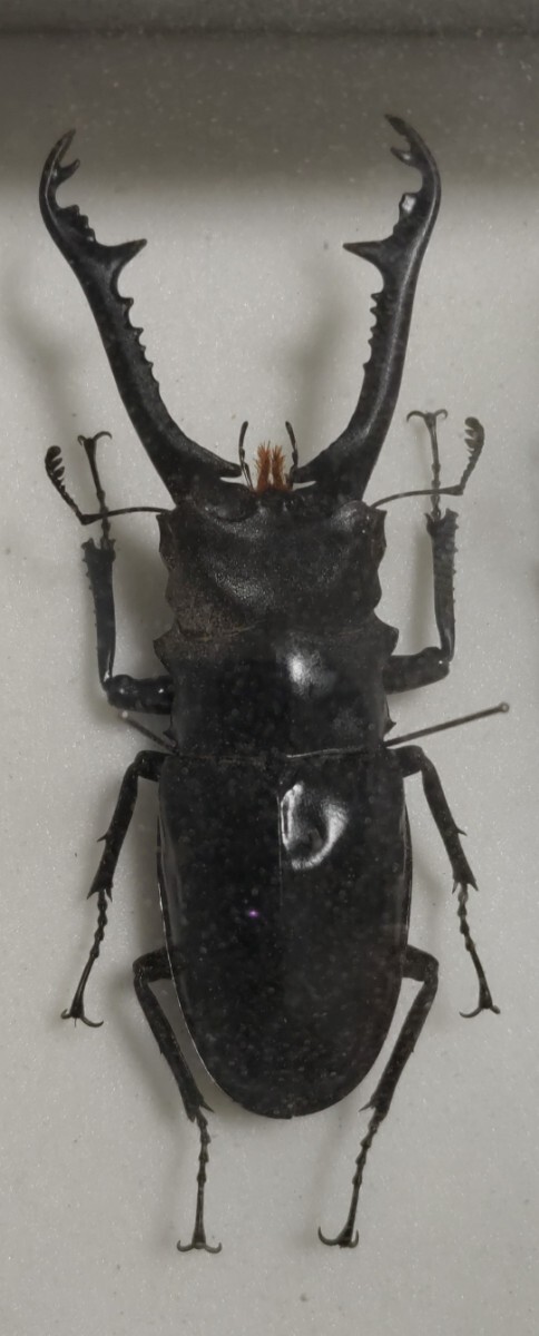 【希少】ギラファノコギリクワガタ　亜種ニルギリエンシス　今期ラスト_6