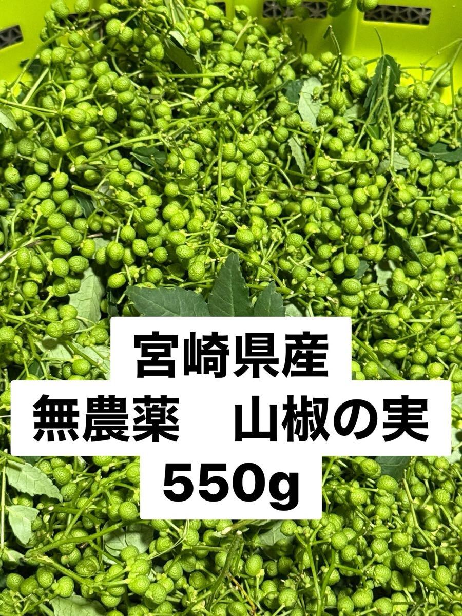 宮崎県産　無農薬　山椒の実550g【5月25日収穫】木の芽_1