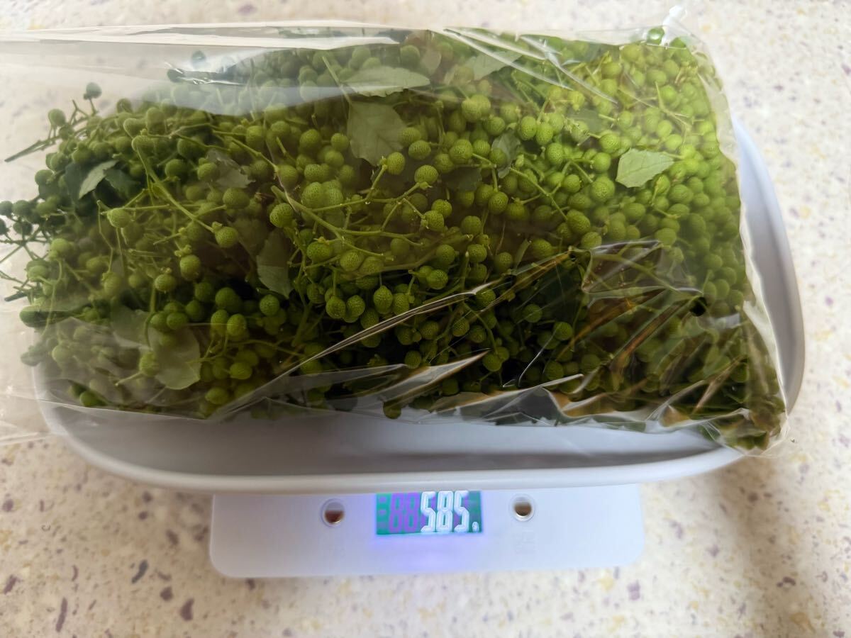 宮崎県産　無農薬　山椒の実550g【5月25日収穫】木の芽_2