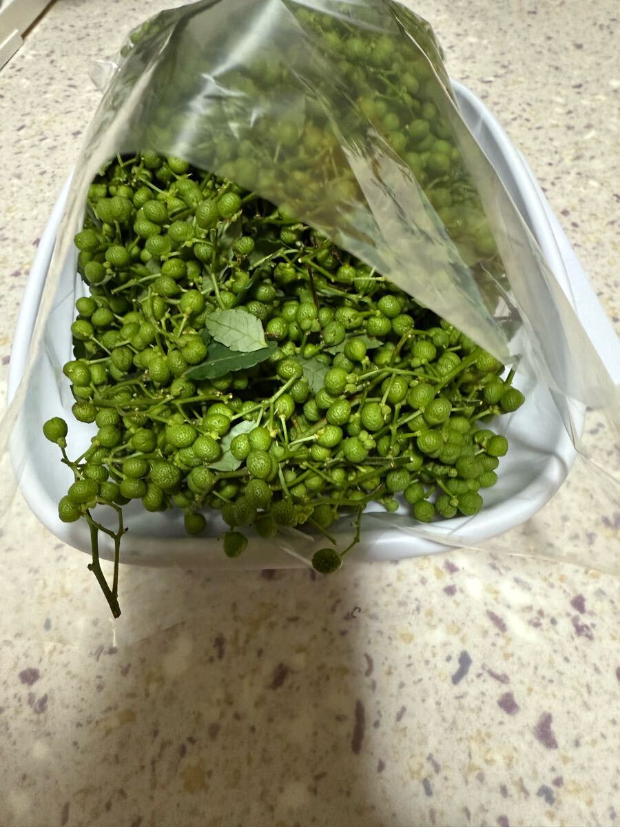 宮崎県産　無農薬　山椒の実550g【5月25日収穫】木の芽_3