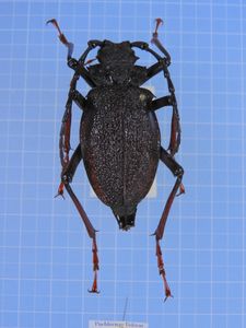 ウスバカミキリの値段と価格推移は？｜43件の売買データからウスバ