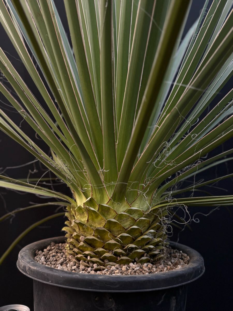 1円〜スタート！ Yucca glauca 国内実生 ユッカ グラウカ レア品種 幹