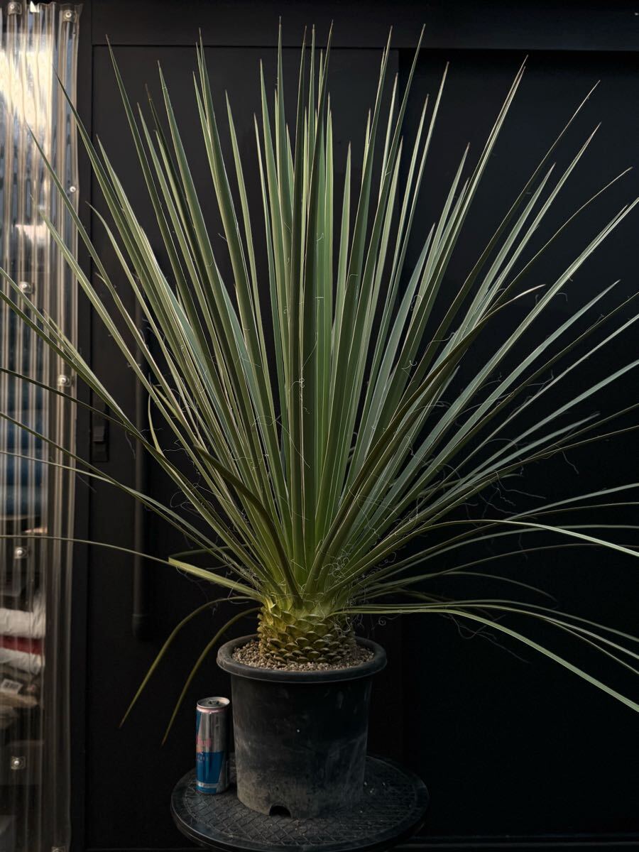 ユッカ　グラウカ　実生株　F 1円〜スタート！ Yucca glauca 国内実生 ユッカ グラウカ レア品種 幹