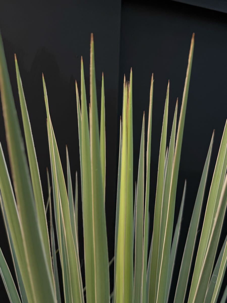 1円〜スタート！ Yucca glauca 国内実生 ユッカ グラウカ レア品種 幹