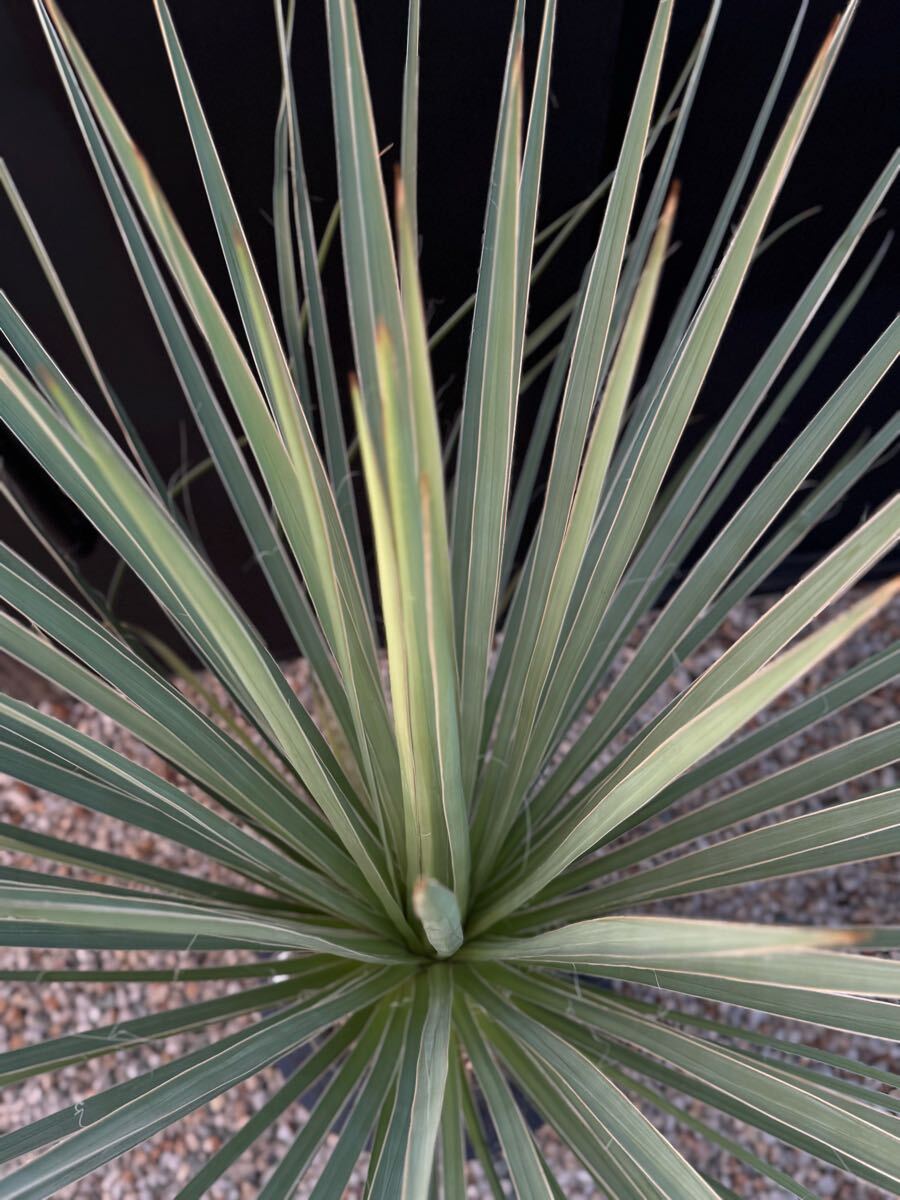 1円〜スタート! Yucca glauca 国内実生 ユッカ グラウカ レア品種 幹 1円〜スタート! Yucca glauca 国内実生 ユッカ グラウカ レア品種 幹
