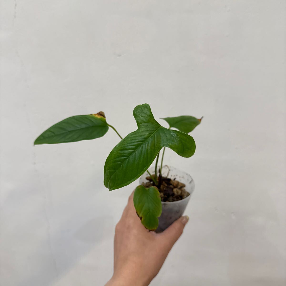 Pof］Anthurium draconopterum アンスリウム・ドラコノプテラム(観葉