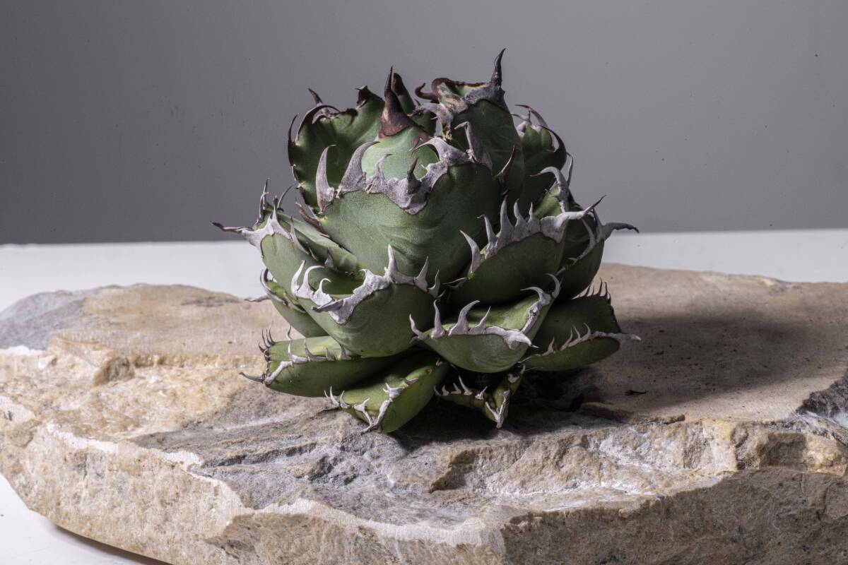 アガベ 胖鯨 パンジン コンパクト ベアルート 良型 【gypsy.plants