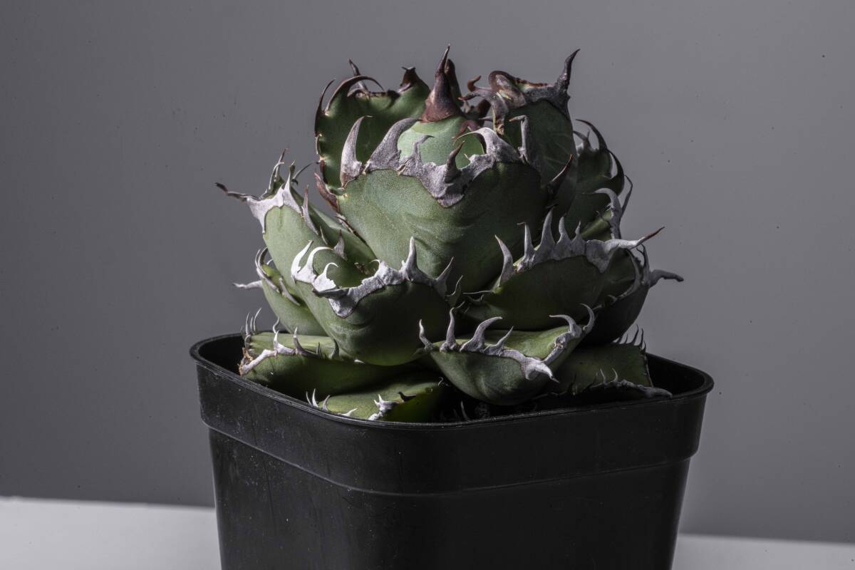 アガベ 胖鯨 パンジン コンパクト ベアルート 良型 【gypsy.plants