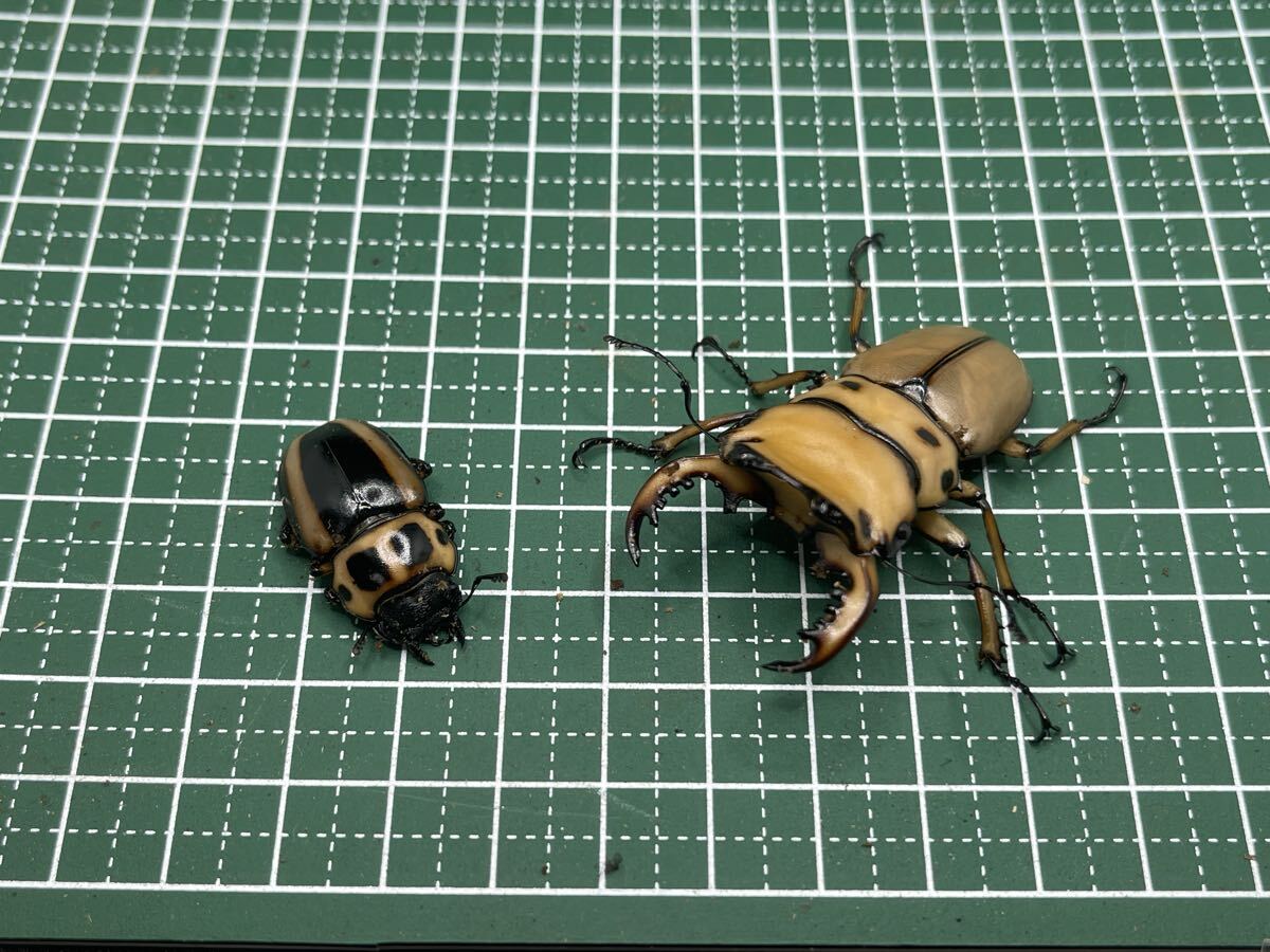 新成虫　メンガタメリー　♂52mm ♀31mm ペア　メンガタクワガタ_1