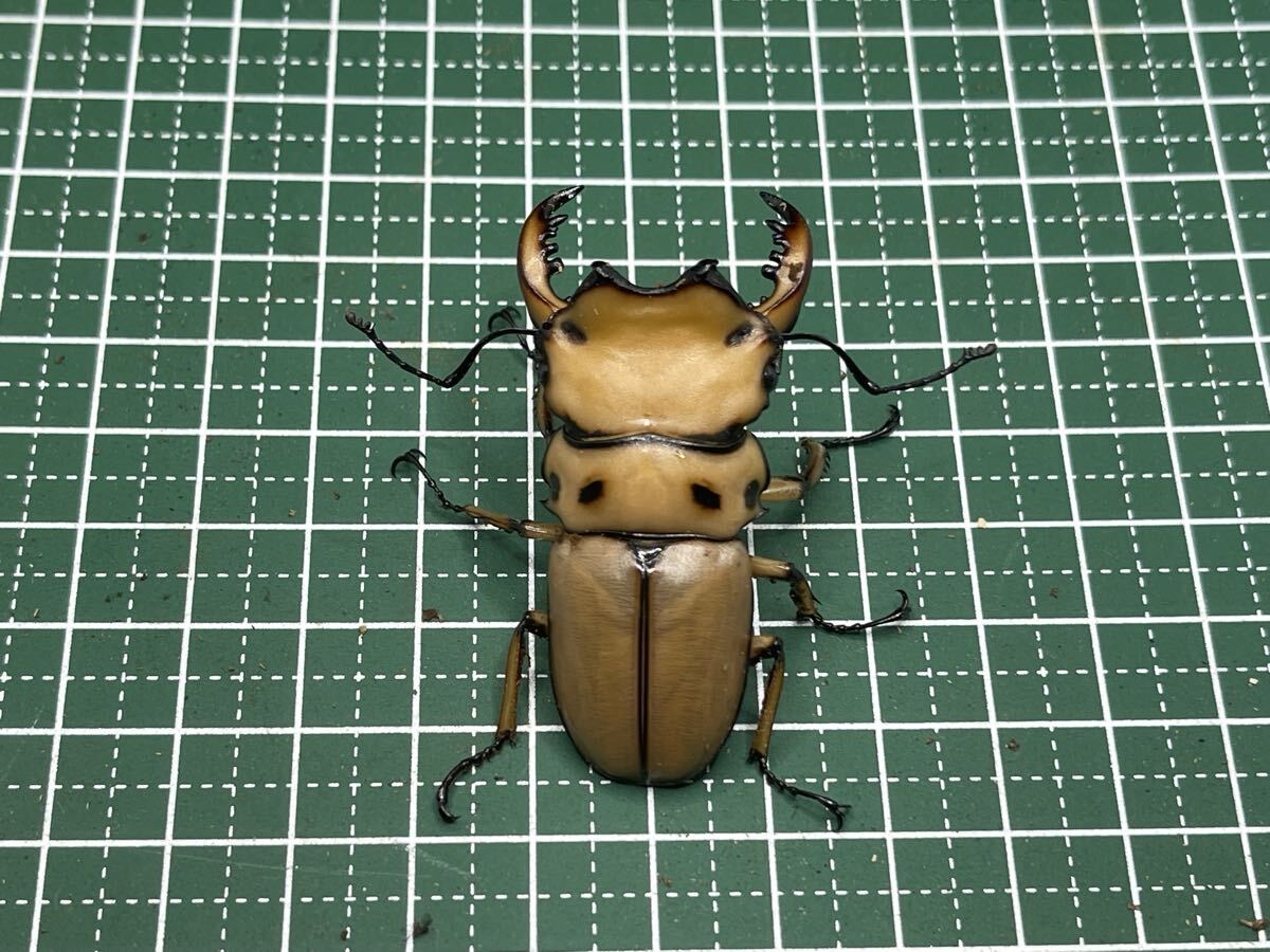 新成虫　メンガタメリー　♂52mm ♀31mm ペア　メンガタクワガタ_2