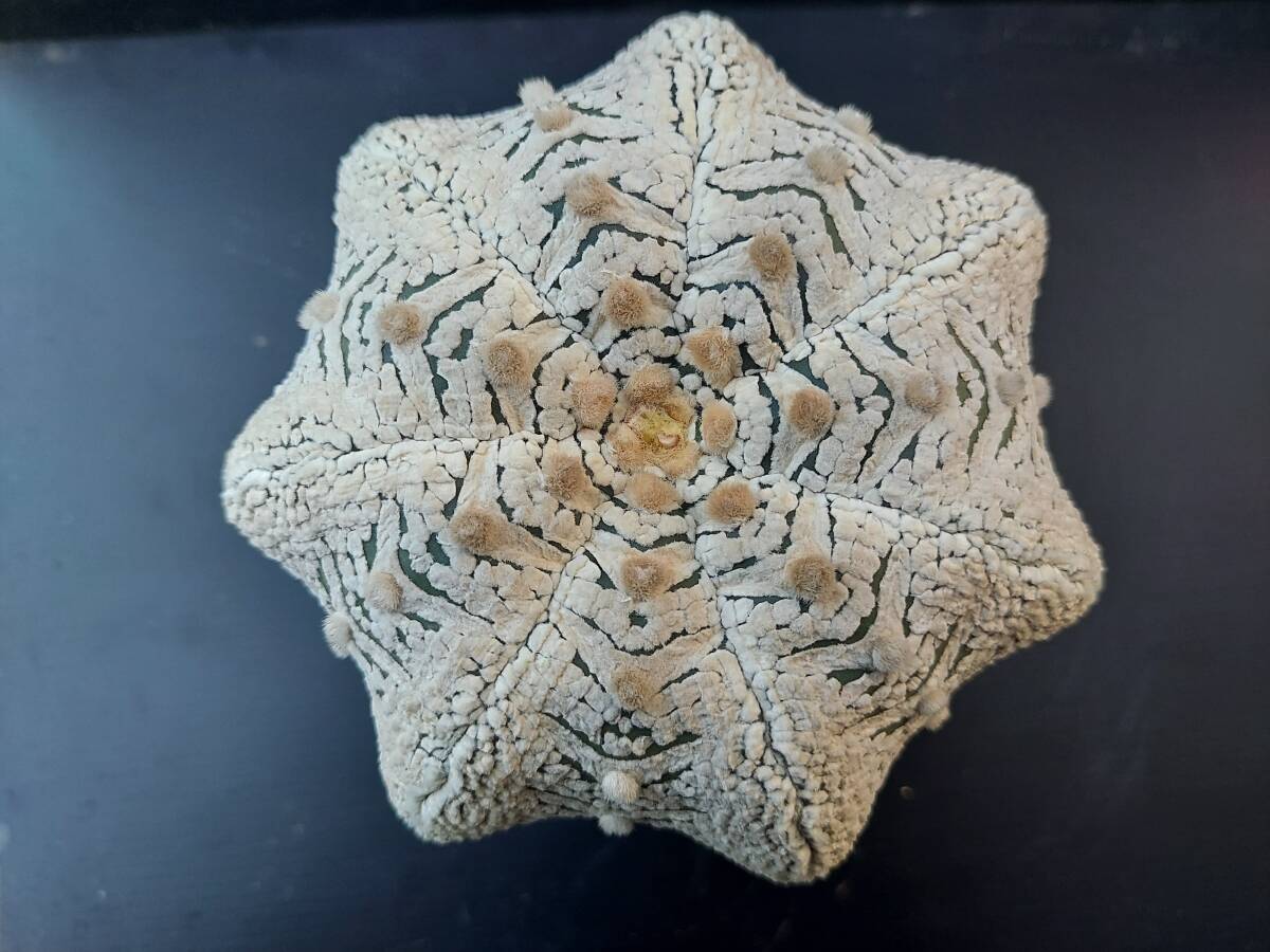 スーパー兜　　　サボテン_1