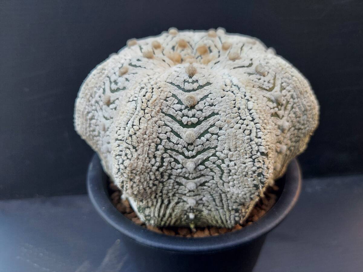 スーパー兜　　　サボテン_2