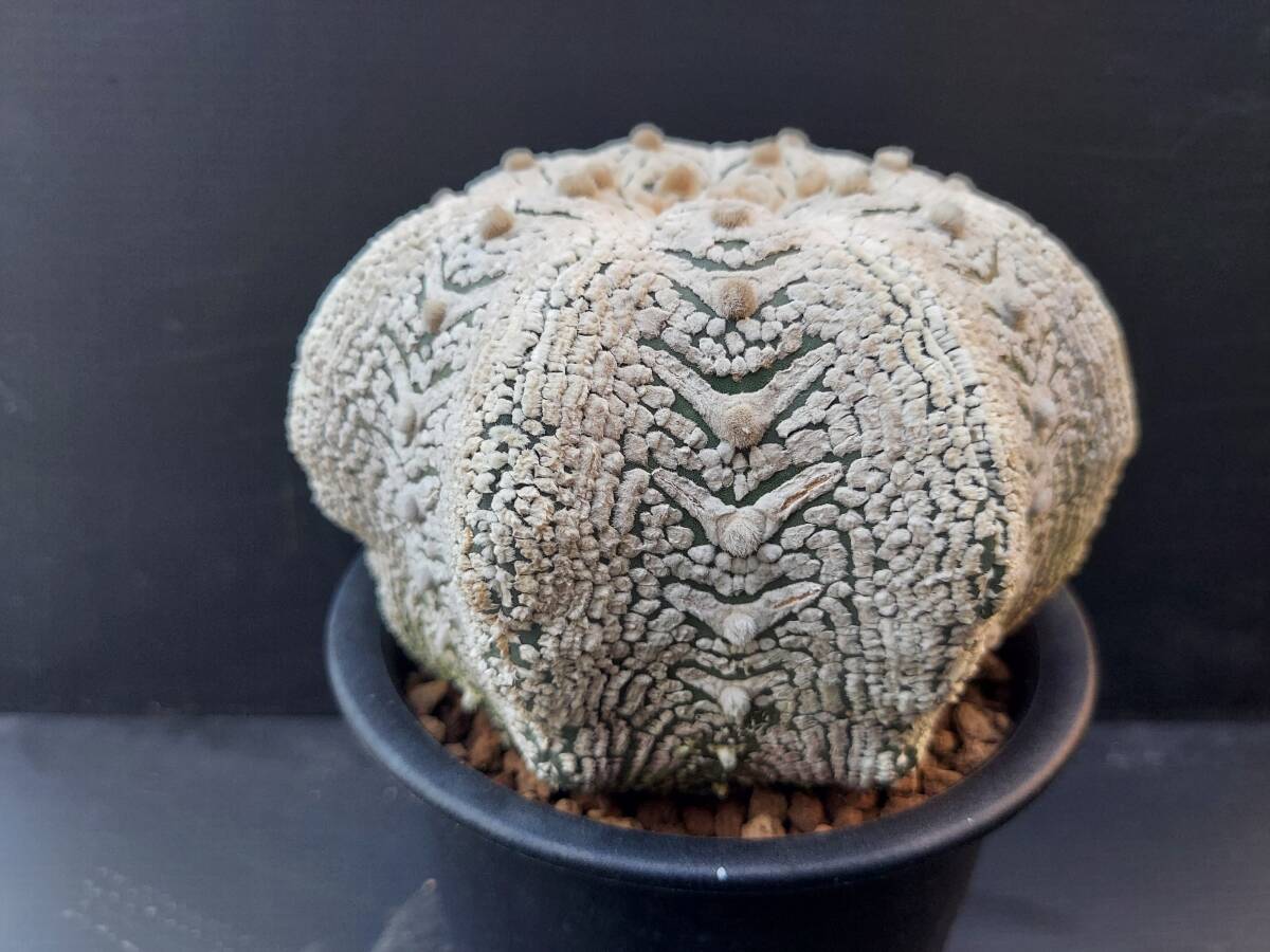 スーパー兜　　　サボテン_3