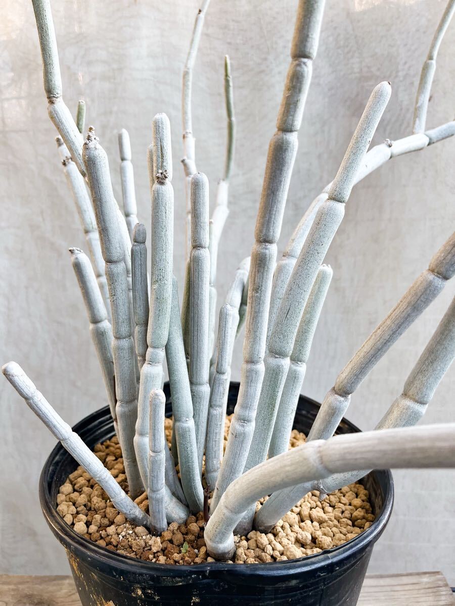 fuscaの値段と価格推移は？｜143件の売買データからfuscaの価値が