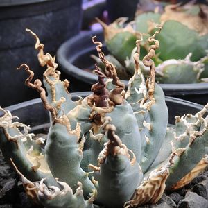 アガベ エボリスピナの値段と価格推移は？｜1465件の売買データから