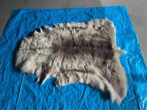 トナカイ毛皮 天然上質毛皮 REINDEER HIDE Pokka 【美品】フィンランド