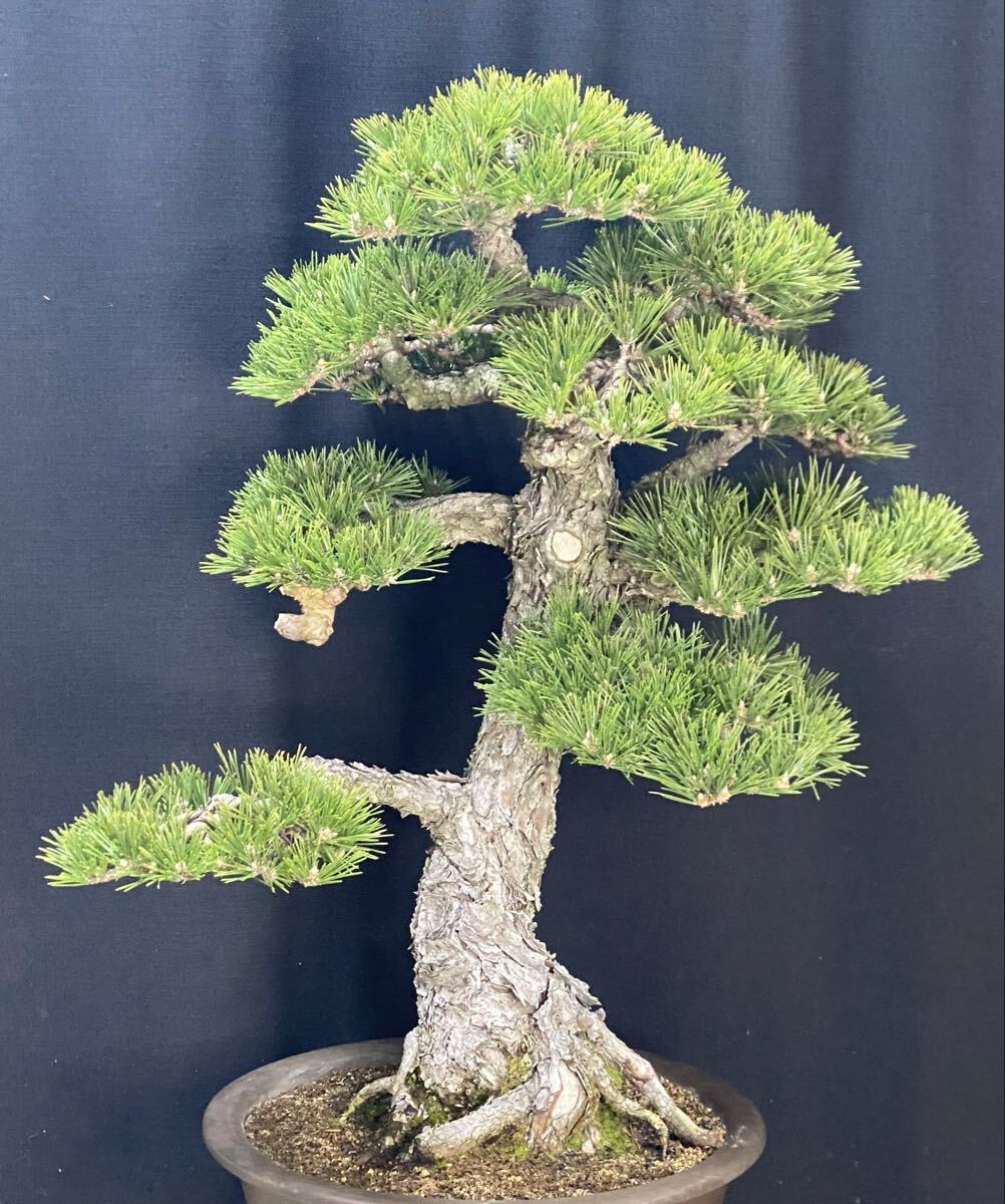 黒松 盆栽 千寿丸 75cm(松)｜売買されたオークション情報、Yahoo