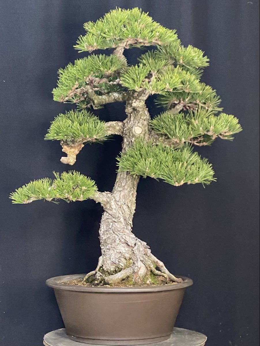 黒松 盆栽 千寿丸 75cm(松)｜売買されたオークション情報、Yahoo
