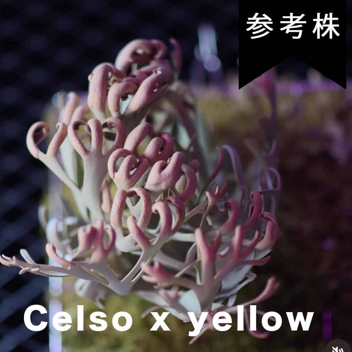 Celso x yellow moon x P. hilli Dragon Claw Sporerimg From Create