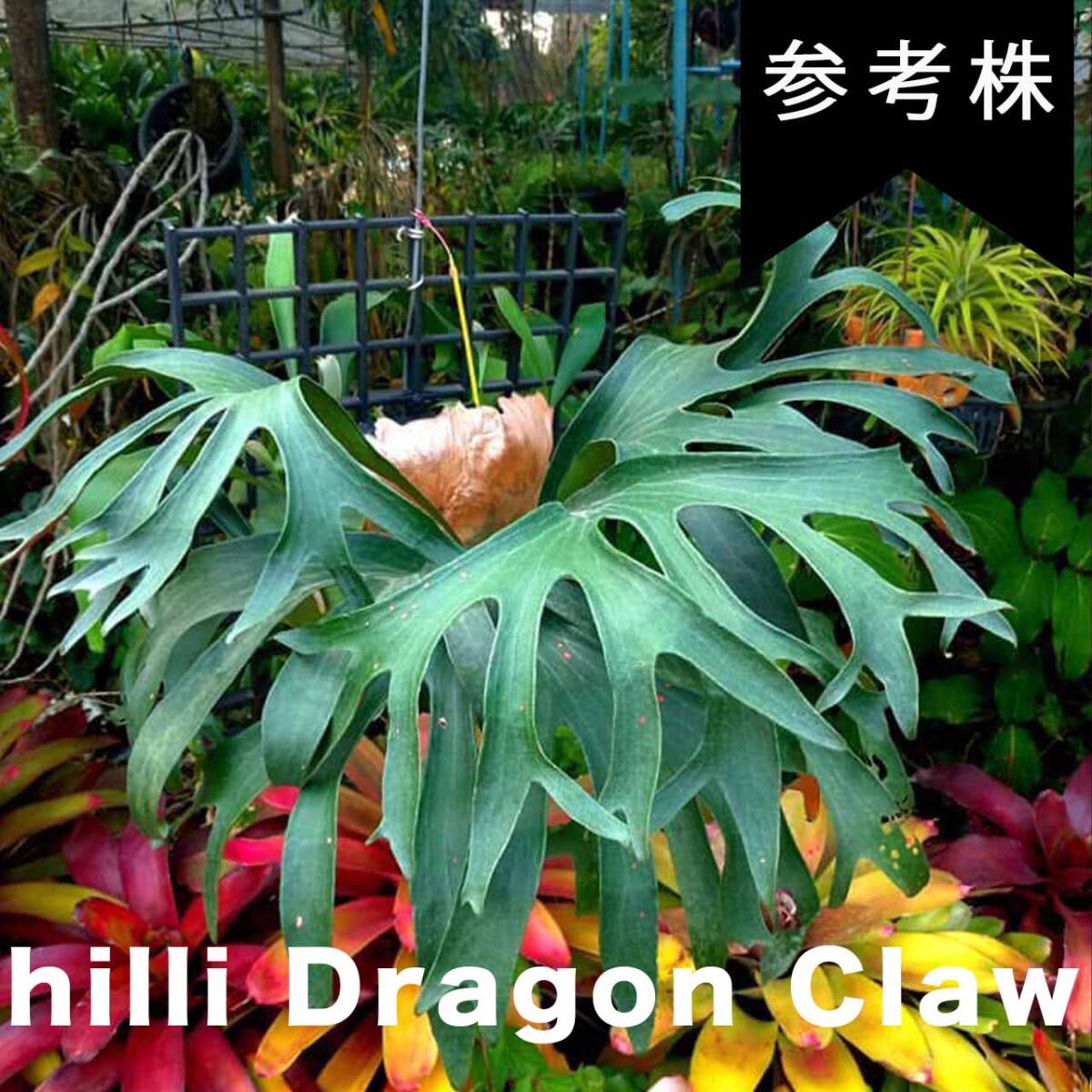 Celso x yellow moon x P. hilli Dragon Claw Sporerimg From Create