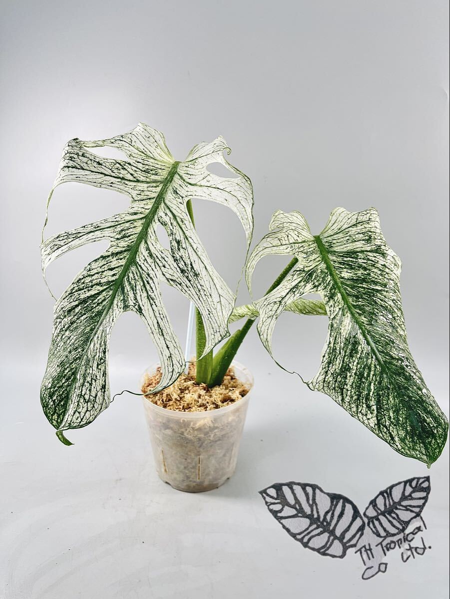 568」 モンステラ・デビルモンスター デリシオーサ MONSTERA Deliciosa