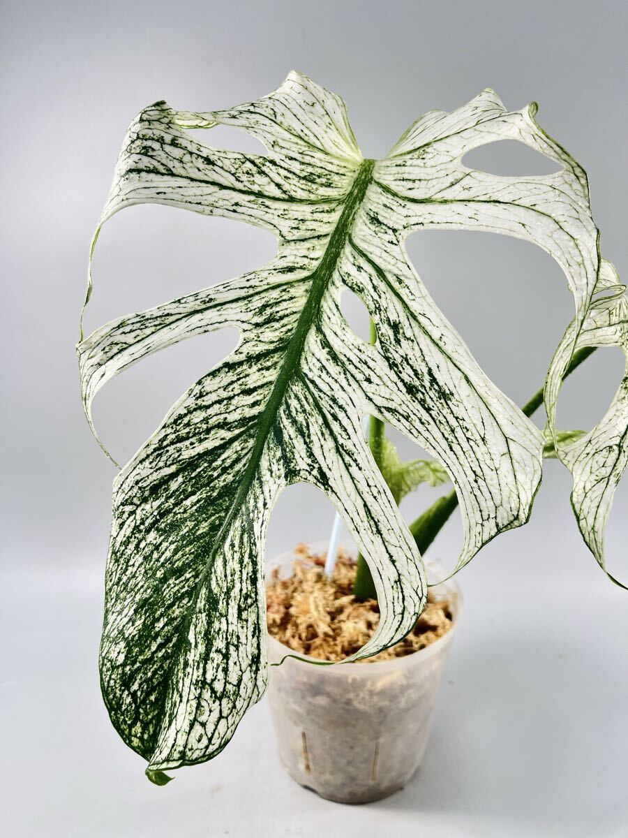 568」 モンステラ・デビルモンスター デリシオーサ MONSTERA Deliciosa