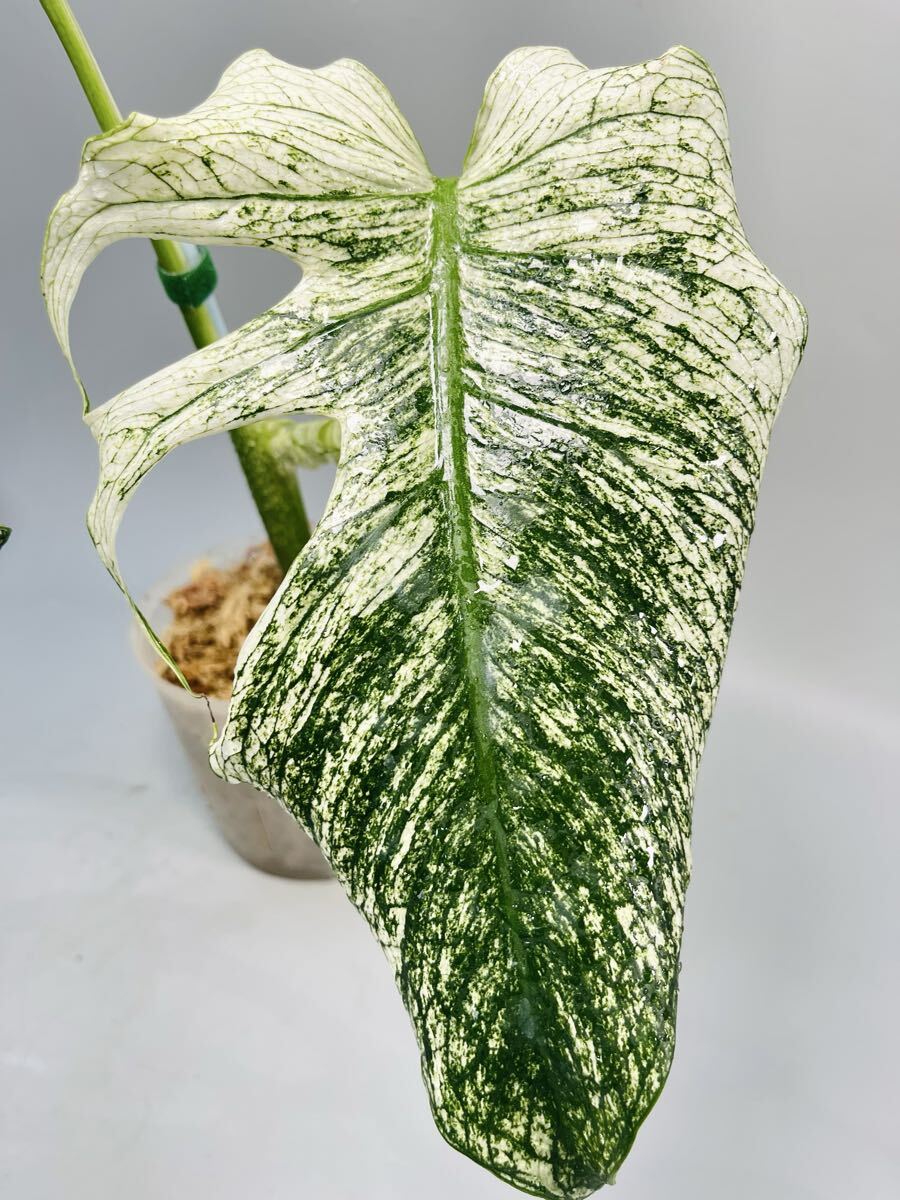 568」 モンステラ・デビルモンスター デリシオーサ MONSTERA Deliciosa