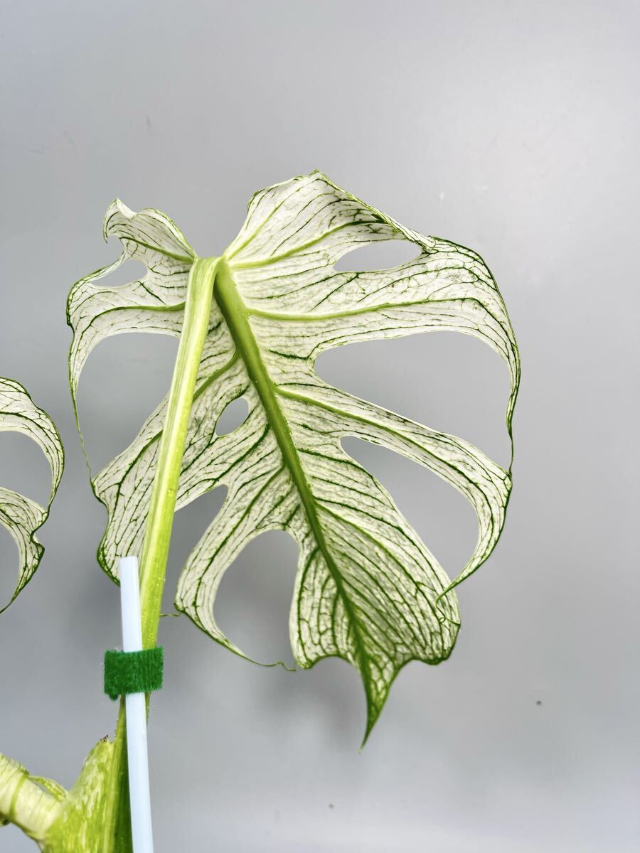 568」 モンステラ・デビルモンスター デリシオーサ MONSTERA Deliciosa