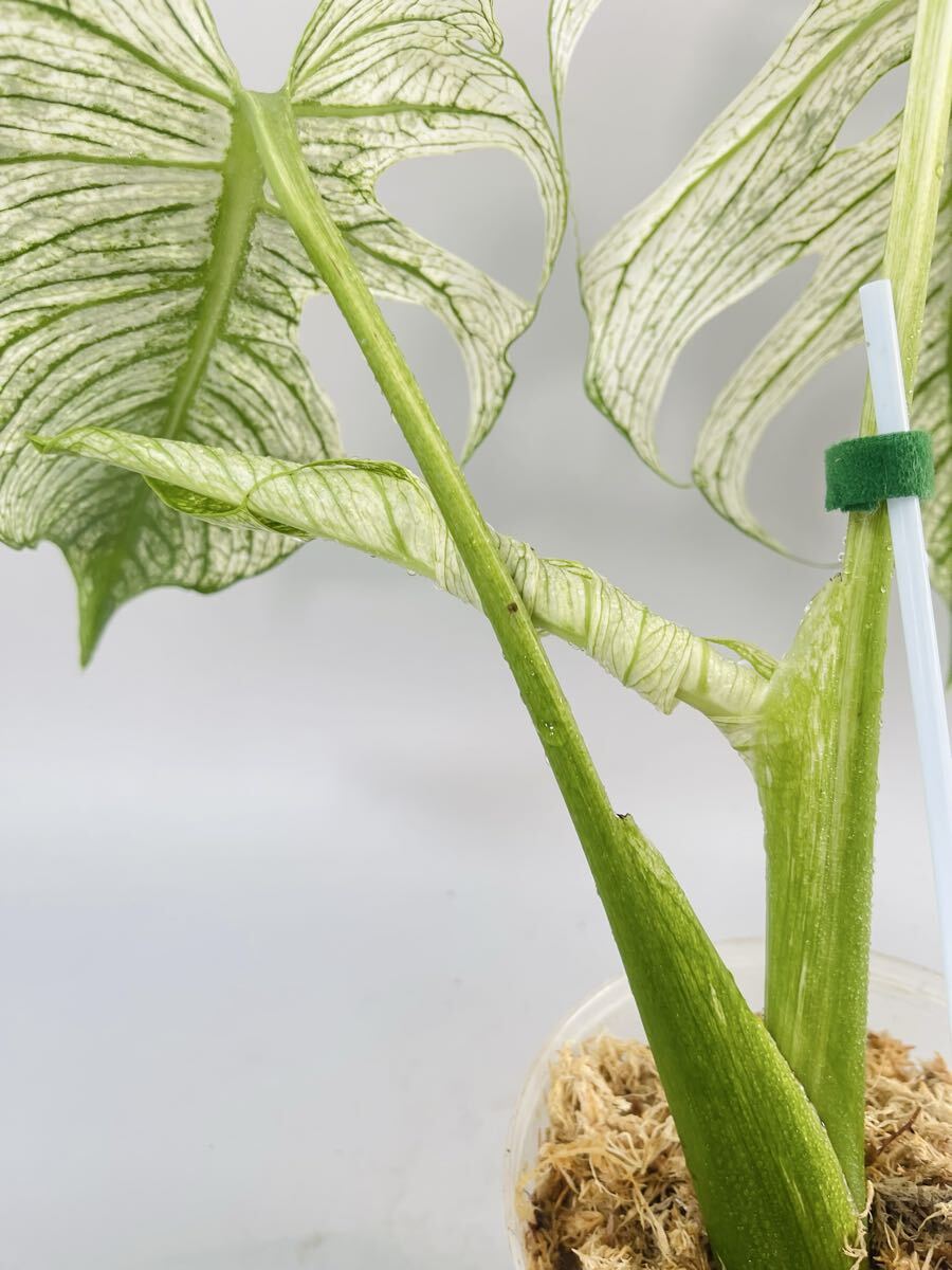 568」 モンステラ・デビルモンスター デリシオーサ MONSTERA Deliciosa