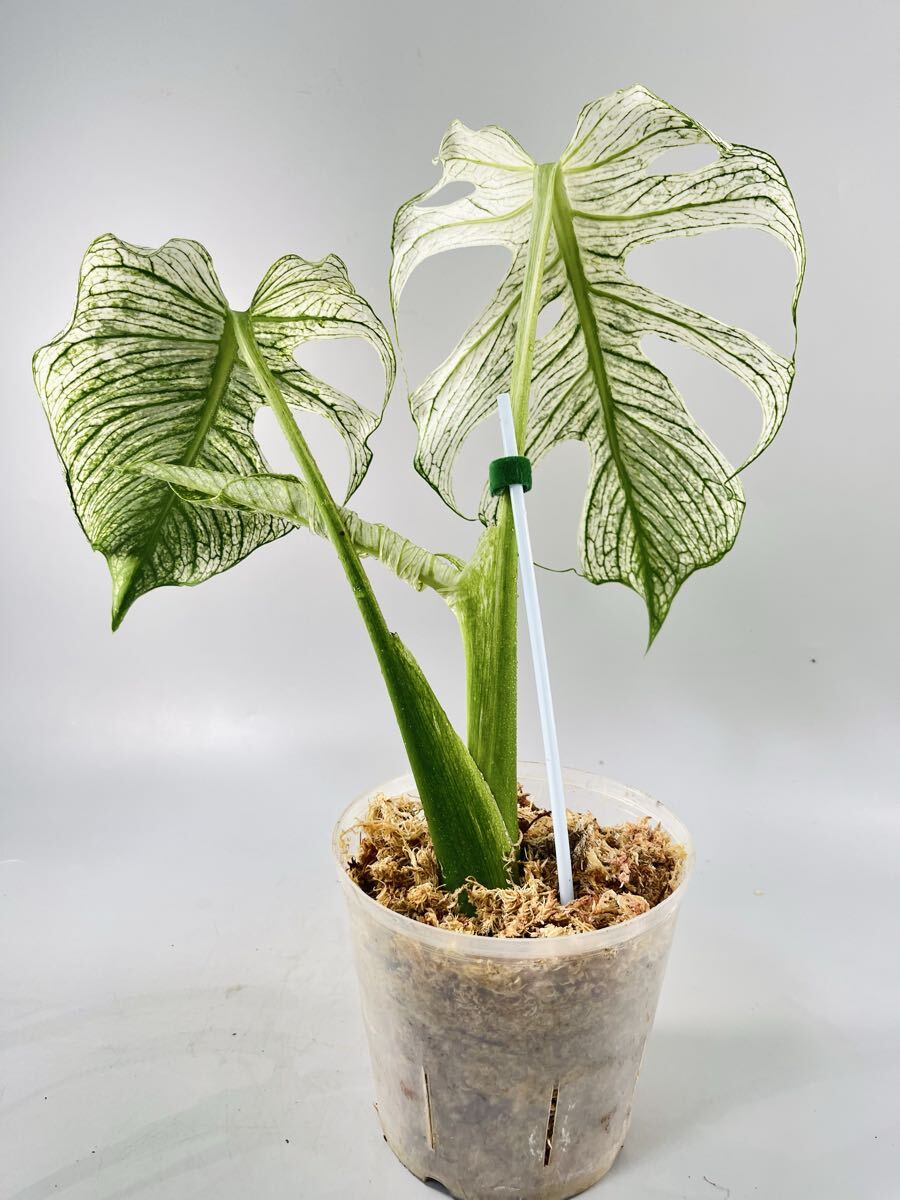 568」 モンステラ・デビルモンスター デリシオーサ MONSTERA Deliciosa