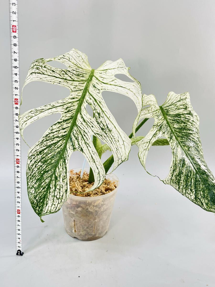 568」 モンステラ・デビルモンスター デリシオーサ MONSTERA Deliciosa