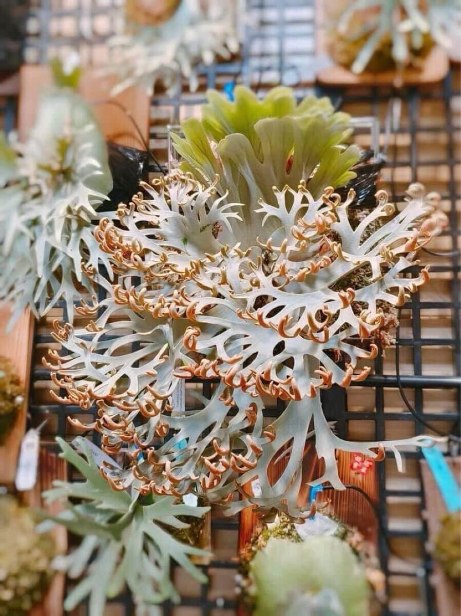 p.willinckii snow sporelingビカクシダ06(ビカクシダ、コウモリラン