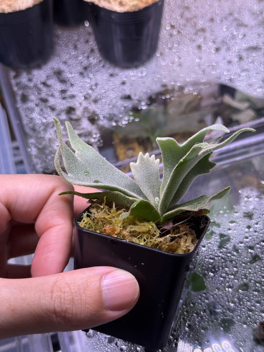p.willinckii snow sporelingビカクシダ06(ビカクシダ、コウモリラン