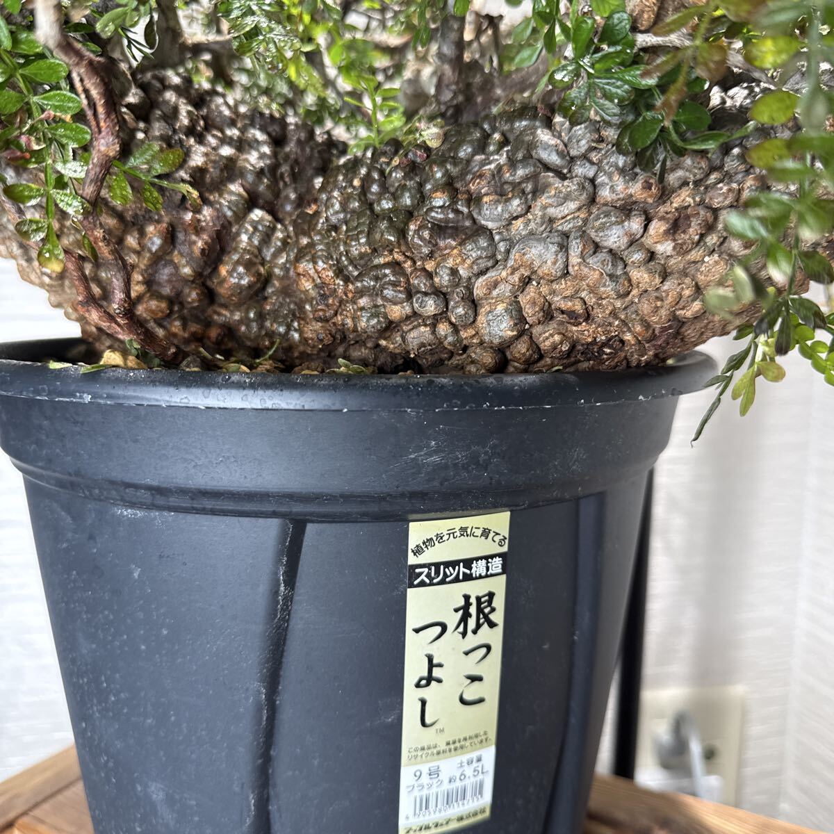 激渋 発根済み ボコ肌 扁平 オペルクリカリア パキプス 現地球 塊根