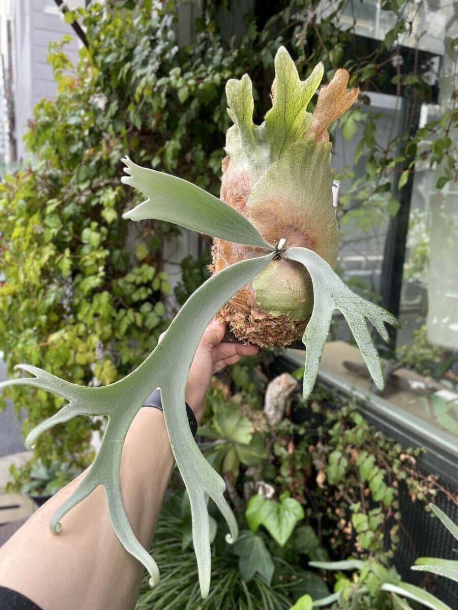 SHIKI】P. Willinckii Bogor Mr. Suddan spore(ビカクシダ、コウモリ
