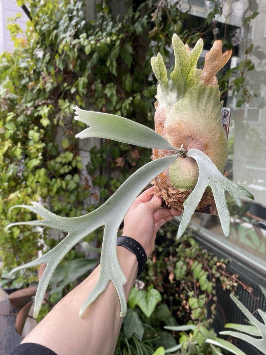 SHIKI】P. Willinckii Bogor Mr. Suddan spore(ビカクシダ、コウモリ
