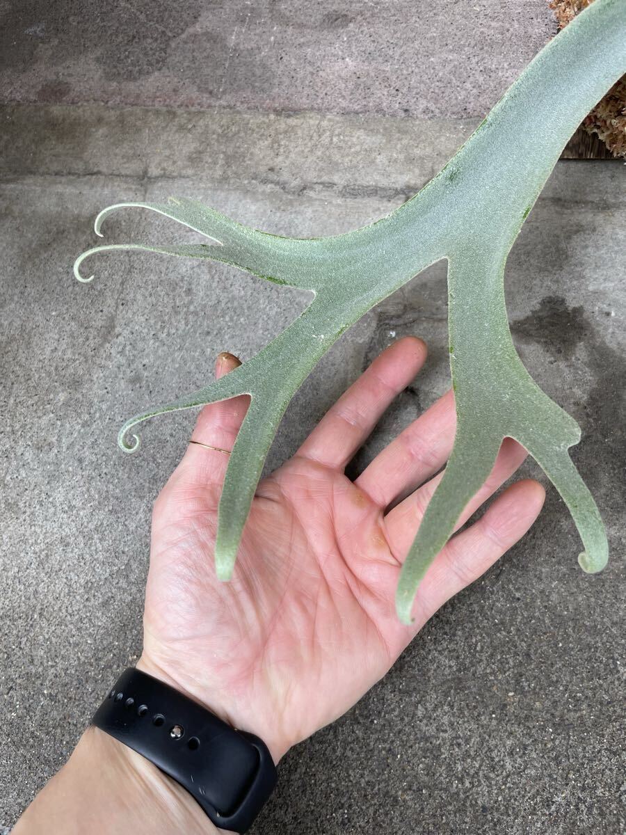 SHIKI】P. Willinckii Bogor Mr. Suddan spore(ビカクシダ、コウモリ