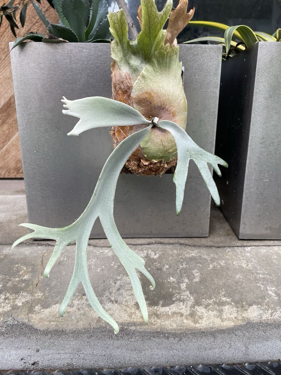 SHIKI】P. Willinckii Bogor Mr. Suddan spore(ビカクシダ、コウモリ