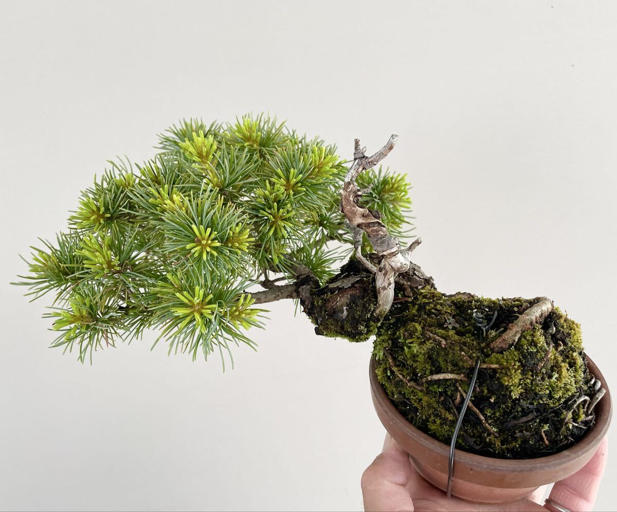 持ち込み素材 五葉松 半懸崖 小品盆栽 素材 観葉植物黒松赤松糸魚川真