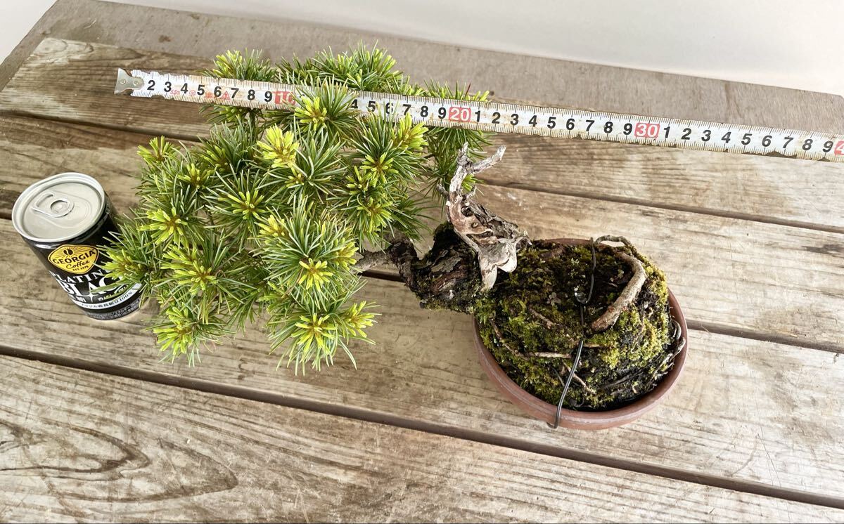 持ち込み素材 五葉松 半懸崖 小品盆栽 素材 観葉植物黒松赤松糸魚川真