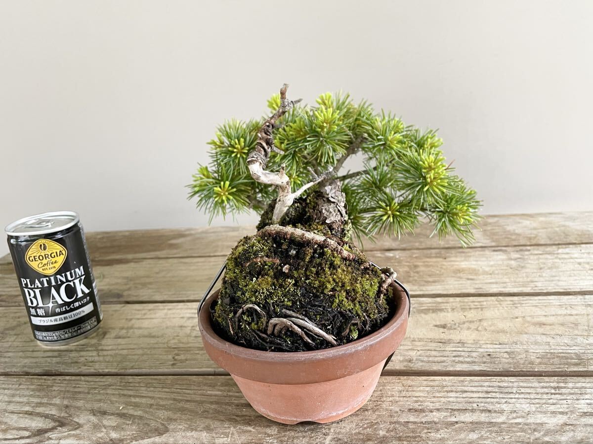 持ち込み素材 五葉松 半懸崖 小品盆栽 素材 観葉植物黒松赤松糸魚川真