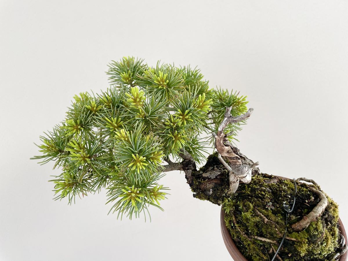 持ち込み素材 五葉松 半懸崖 小品盆栽 素材 観葉植物黒松赤松糸魚川真