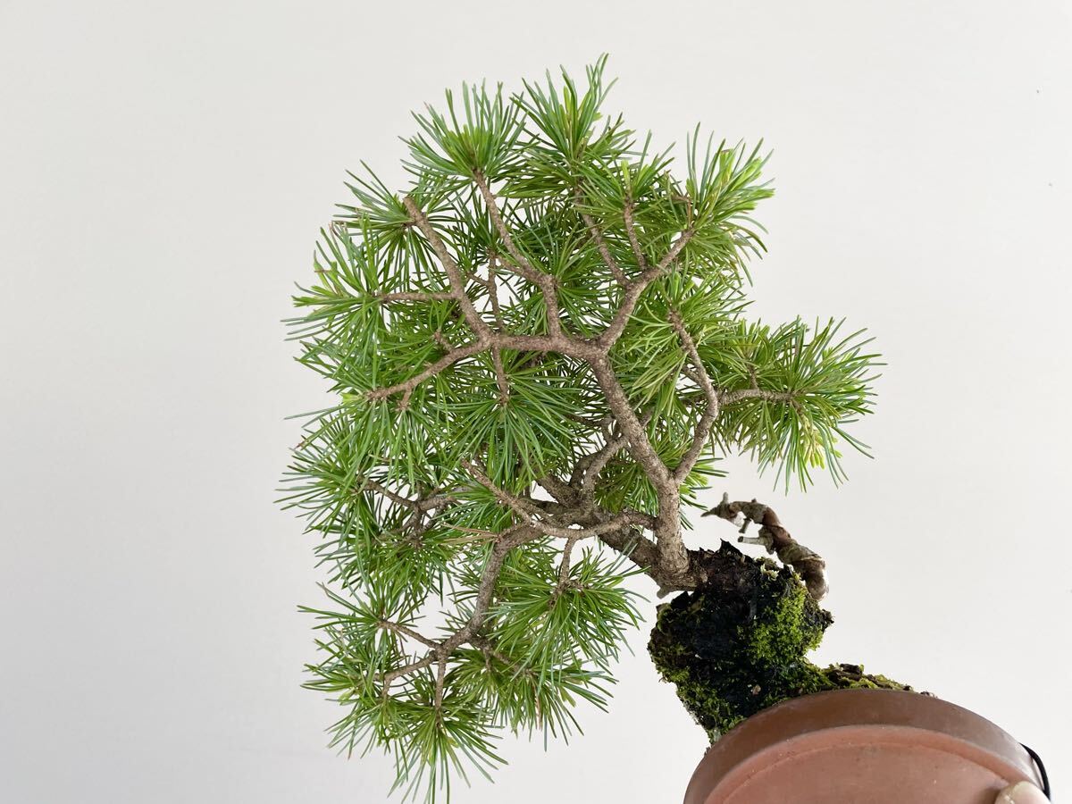 持ち込み素材 五葉松 半懸崖 小品盆栽 素材 観葉植物黒松赤松糸魚川真