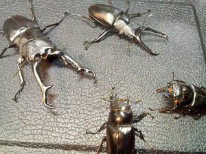 ギラファノコギリの値段と価格推移は？｜1413件の売買データから