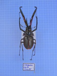 コガシラクワガタの値段と価格推移は？｜4件の売買データから