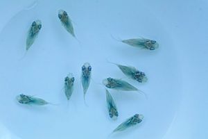 丸長 MG・Q50【 ネプチューンダルマ 若魚 】6匹！ メス 3匹、オス 3匹