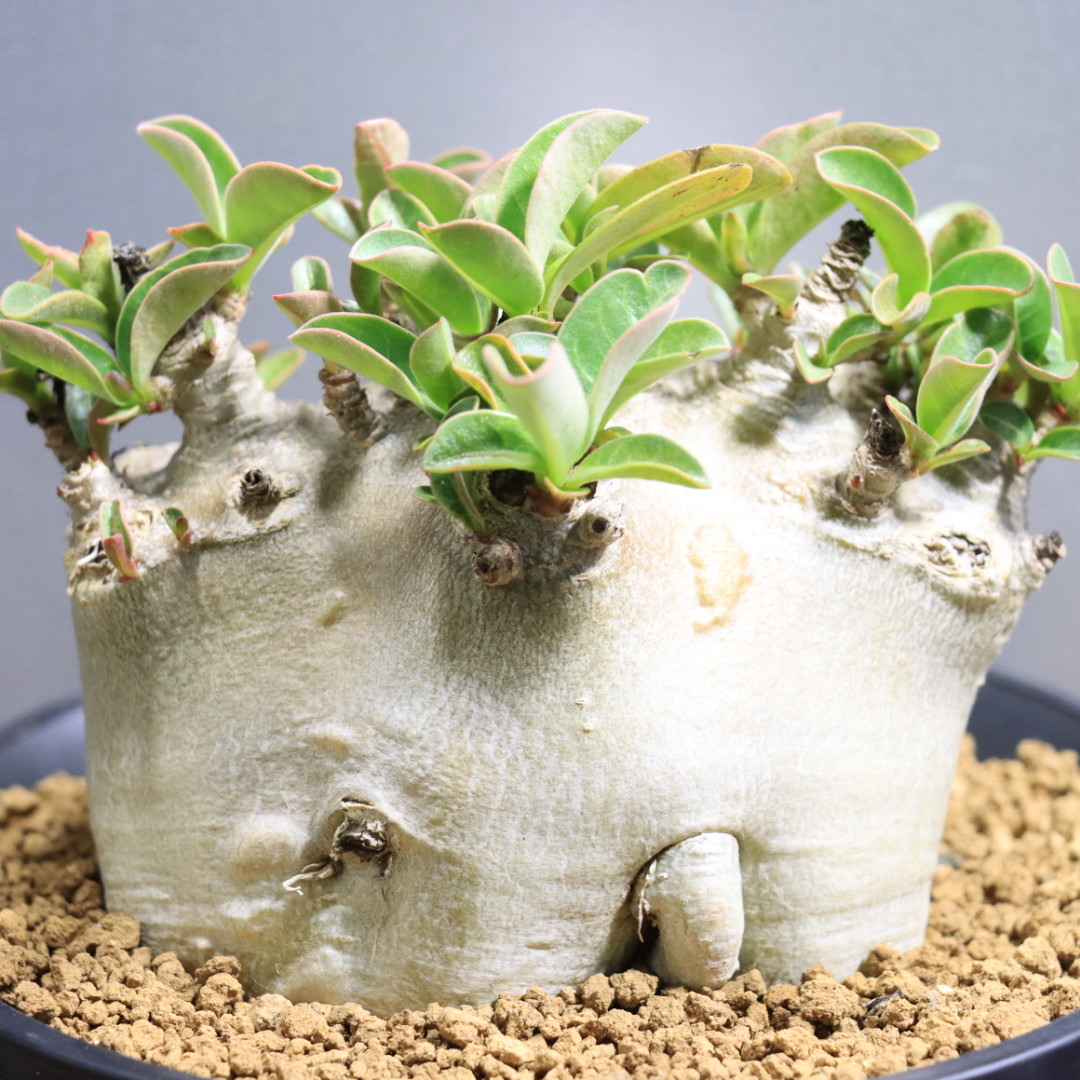 Adenium Arabicumの値段と価格推移は？｜226件の売買データからAdenium
