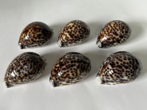 タカラガイ 標本の値段と価格推移は？｜33件の売買データから