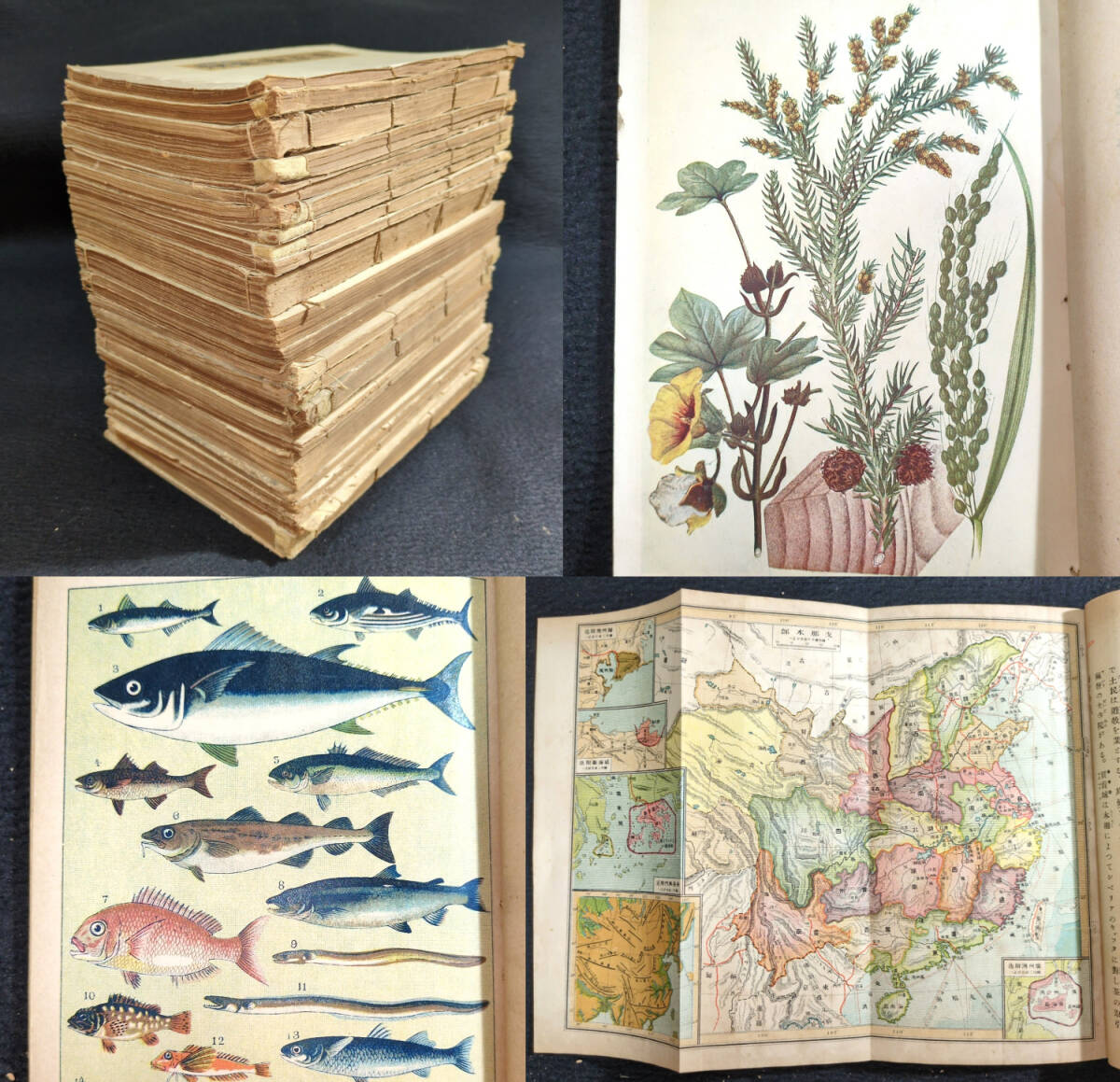 古書　希少本　日本植物編　矢田部良吉著 本 古書 希少本 日本植物編 矢田部良吉著