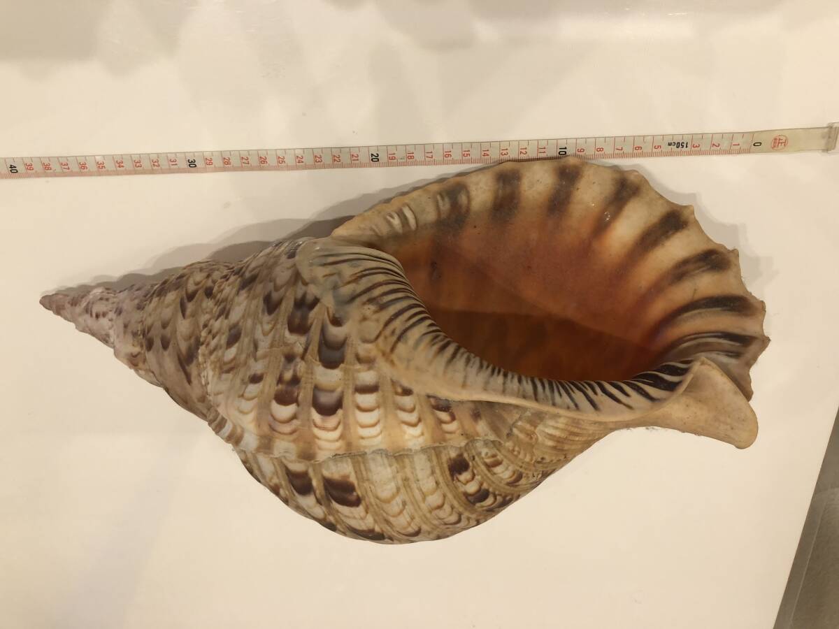 法螺貝 極美品 特大 約37cm 約1kg ホラガイ ホラ貝 ほら貝 ほらがい